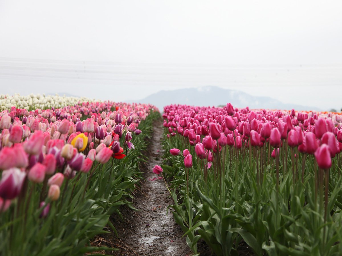 This is why spring is our favourite time of year.