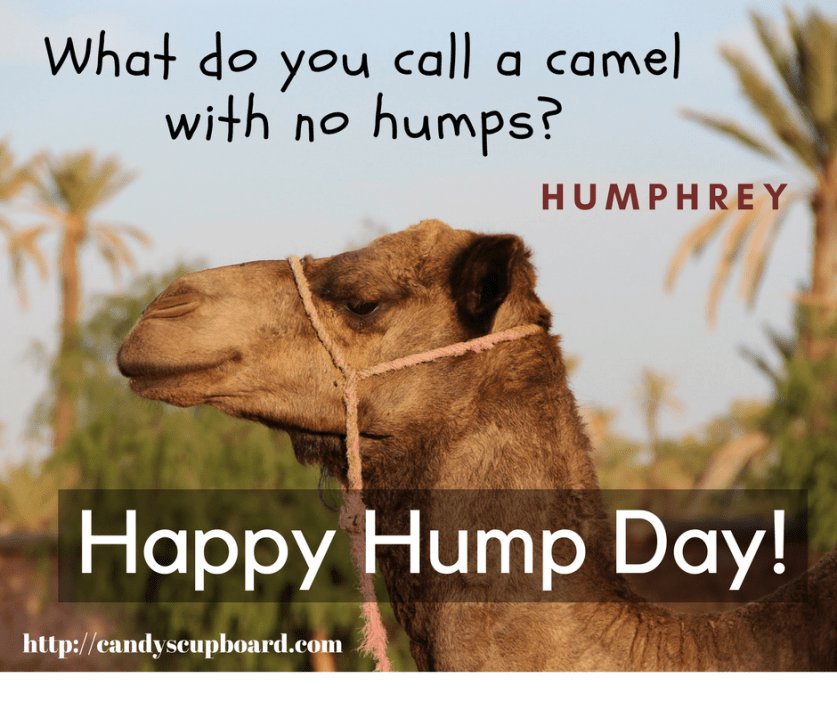 Guess what day it is?.............. Hump Day!

#HumpDay#Humphrey#Wednesday#Triana