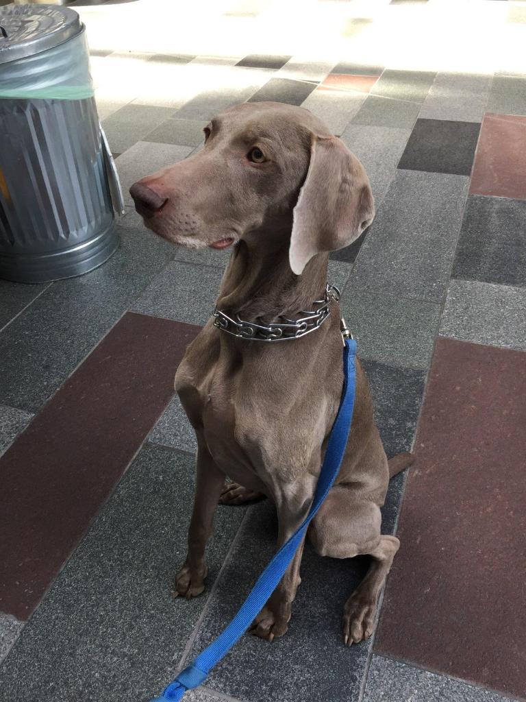 ABananaStand's tweet image. We love our daily dose of furry visitors at the Community Banana Stand! All our regulars know they get a tasty treat, a lot of love, and even a banana of their own every time they stop by. 
#woofwednesday #dogsofamazon #communitybananastand
