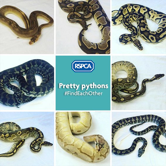 RSPCA (England & Wales) on Twitter "🐍🏡 RSPCA Brighton Reptile Rescue