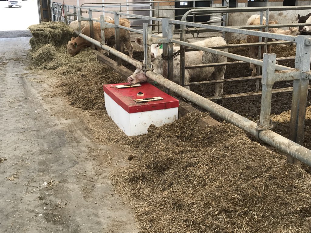 evplfi's tweet photo. Getting calves off to a good start with a free choice supplement. Frequent small meals ideal for increasing rumen function https://t.co/SqqFwYQUEN
