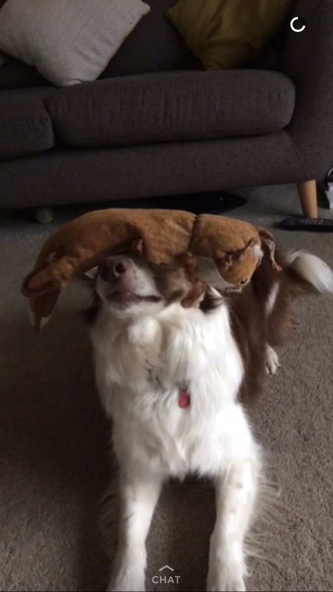 artbydormouse's tweet image. wholesome