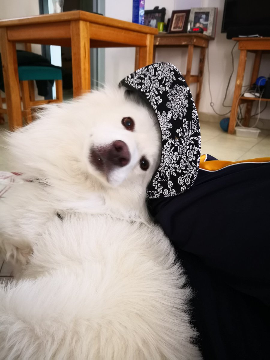 CMarroki's tweet photo. #spitzjapones #perros #amore https://t.co/FQJ84dwg6d