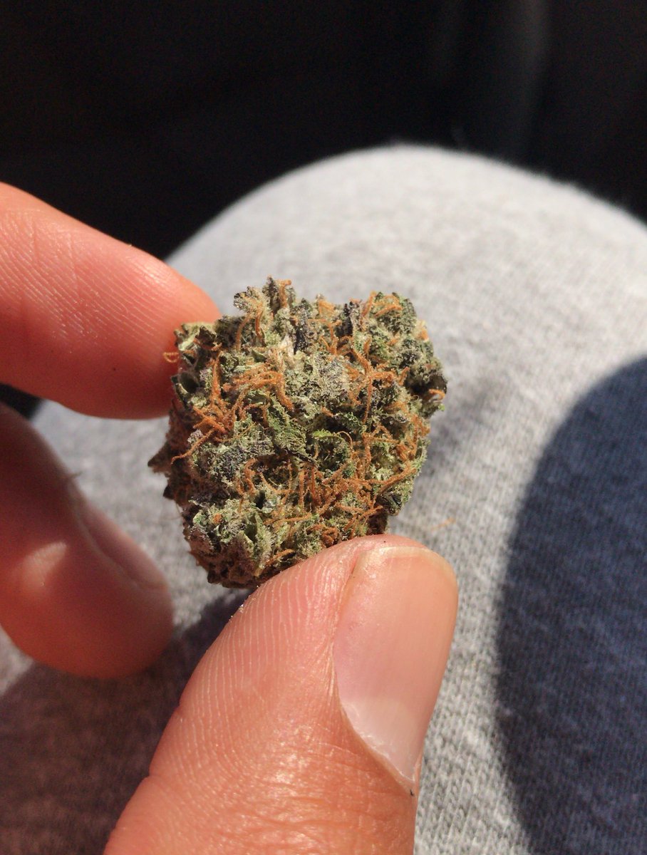 TBVisionary_'s tweet image. Who’s tried Wonkavator by Freddy’s Fuego? Nice smooth chocolate aroma with a spacey, body buzz kind of high ✨🍫  love it! #wonkavator #freddysfuego