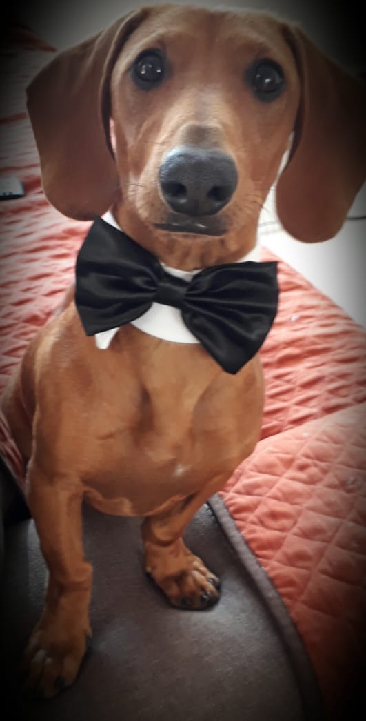 ArmarioMilly's tweet photo. Los hijos de Milly le muestran algunos de los modelitos que tendremos en la Expo Canina. Los esperemos en el Centro de Congresos los días jueves, viernes sábado y domingo de 10am a 8pm. https://t.co/WMDSm0W7XF