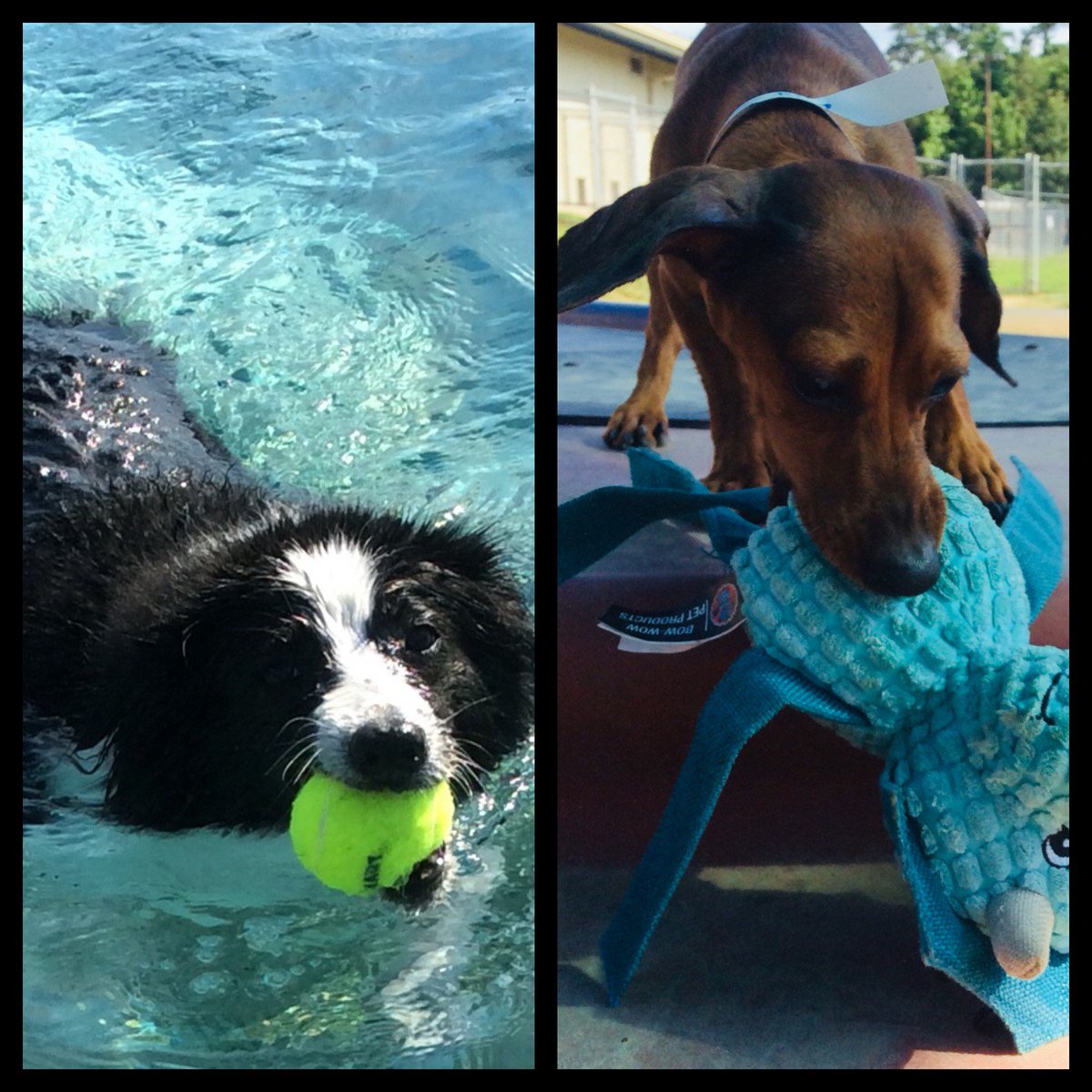 PPRWillClayton's tweet photo. All the dogs here at Pet Paradise love toys!! What is your dogs favorite toy??? #petparadise #petparadisewillclayton #dogtoys #favoritetoy https://t.co/FVbm05kfFy