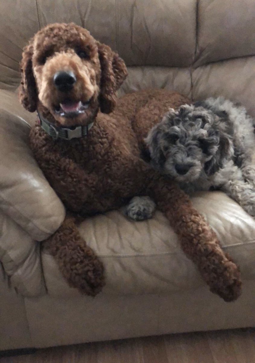 daniellepoteat's tweet photo. My happy babies ❤️❤️❤️ https://t.co/u6eJV3JHWx