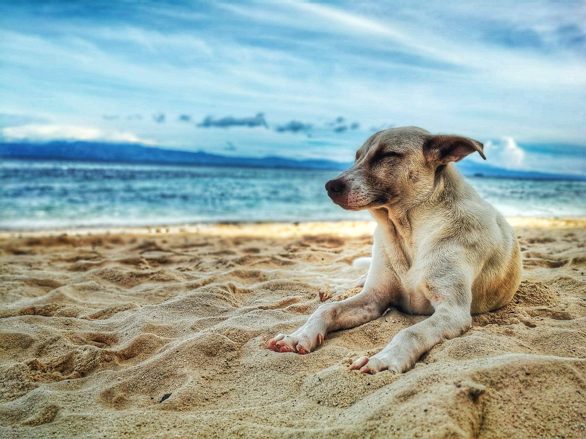 petlas_world's tweet photo. Travelling with your pooch in #Australia? Here’s some of the best places that you can visit 

https://t.co/Vw3thT54Aw https://t.co/8GCUaW0vZi