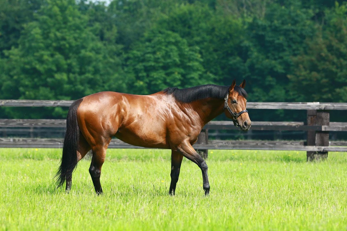 AgaKhanStuds's tweet photo. Second winner of the week for first season sire #CharmSpirit as his son Charming Kid wins on debut at @yorkracecourse ! Congratulations to his trainer @RichardFahey and all the connections. #Promising2yo #Sireonfire #First2yos https://t.co/XVdKZsheFI