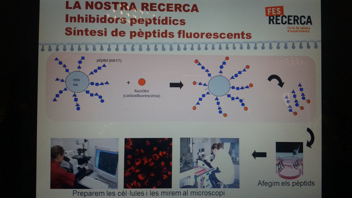 escolagem's tweet photo. 1r i 2n de BTX en el taller CONSTRUINT PROTEÏNES van participar en la síntesi d'un pèptid fluorescent que s'està estudiant com a possible medicament per combatre la malaltia d'Alzheimer i van analitzar el producte final.
#GEMsecundària #ParcCientífic #proteïnes #biologia https://t.co/jzkQhRMamQ