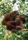NoTreesNoLife1's tweet photo. Do you really want to destroy the home of this orangutan ? Well, if you're buying things that contain palm oil, that is what you are exactly doing, stop now to save the home of this animal ! https://t.co/jlULZhcuX8