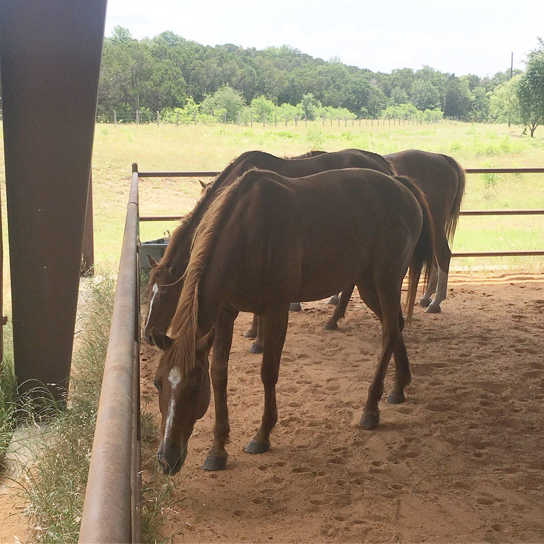 CampElTesoro's tweet photo. Our first residents of the summer have arrived! They are settling in and can’t wait to meet our campers. 🐎 

#campfirefw #campeltesoro https://t.co/PBmLXv65cS