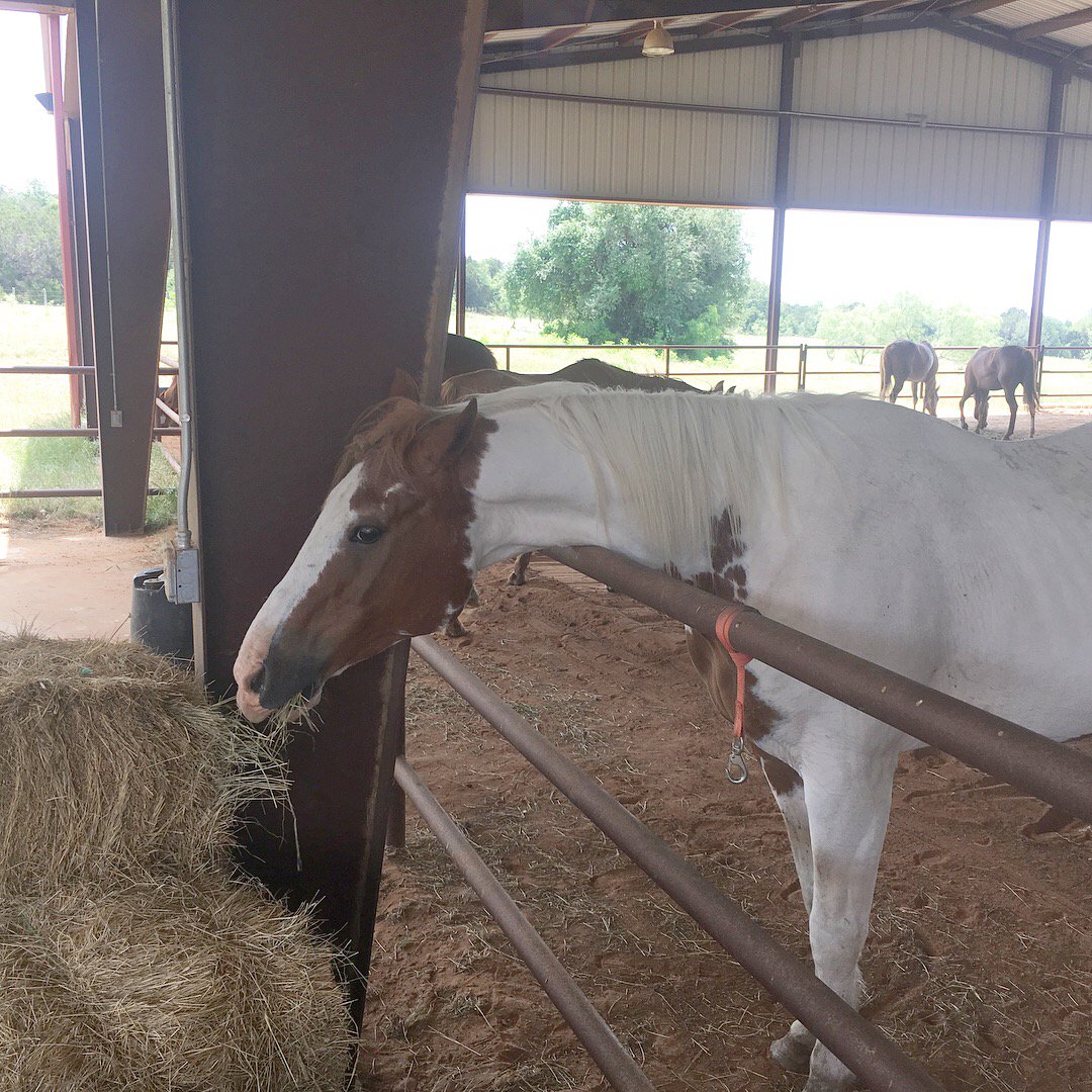 CampElTesoro's tweet photo. Our first residents of the summer have arrived! They are settling in and can’t wait to meet our campers. 🐎 

#campfirefw #campeltesoro https://t.co/PBmLXv65cS