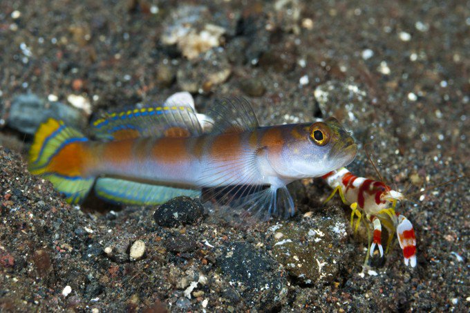 Andrew_Savage79's tweet photo. @maximilian_wa I would say gobies are pretty good at making friends #friendlyfish #gobiesvsblennies https://t.co/LYdU7Dtfmr
