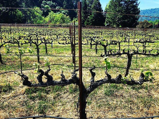 LightningWines's tweet photo. Happy place.
_____
#lightningwines #imetrandy #grenache https://t.co/hiK6L0mDME https://t.co/rCzV4cmvne