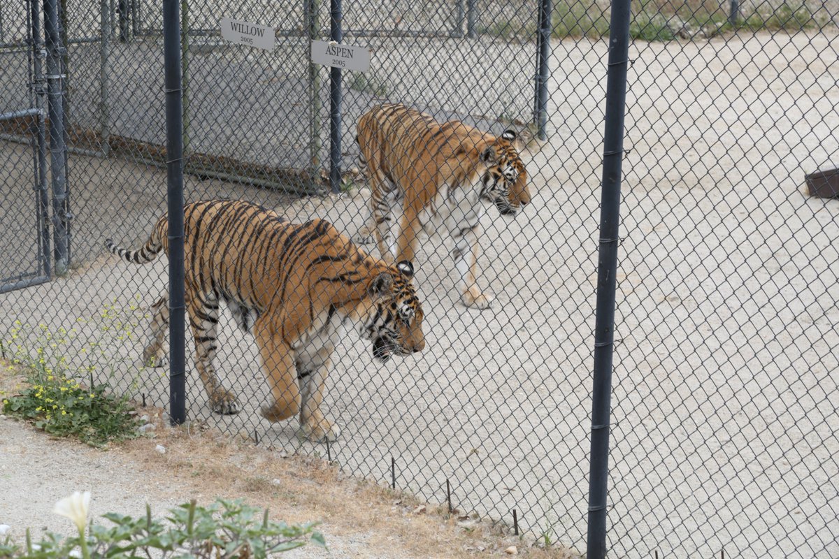 Had an amazing time at #shambala #roarfoundation this Sunday with my friend #kristinbauervanstraten and the lovely #tippihedren it is open to the public once a month and is incredible. Go you will love it.
#julietlandau
#buffy #trueblood #drusilla #pam
shambala.org/visitor.htm