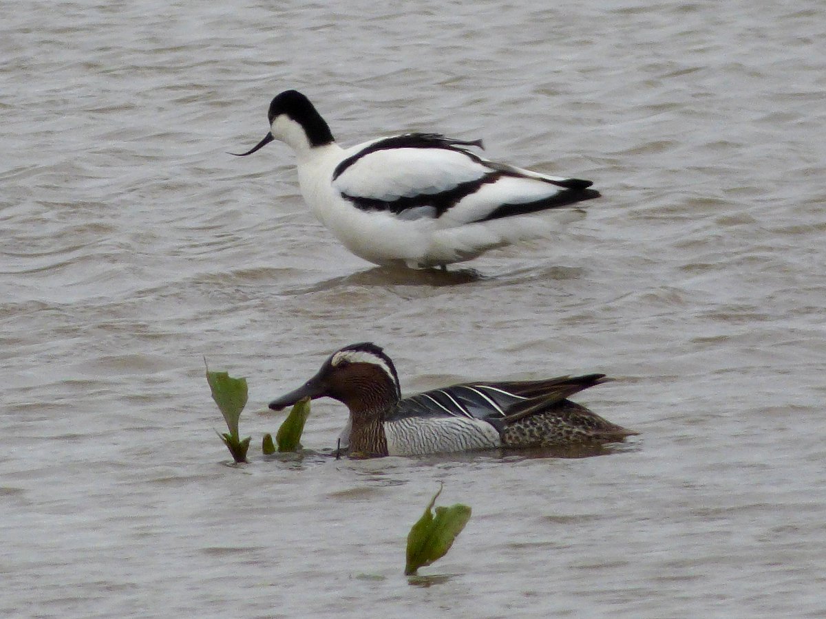IanMorrisJump's tweet photo. Another great day's birding, thanks to @Ayarell - Glossy Ibis at @RSPB_OldMoor this morning, then a trip to #BlacktoftSands, with male Garganey showing well from #Ousefleet hide and distant views of the female Montagu's Harrier from #Singleton hide - a super lifer β
https://t.co/QtxmNncvqk