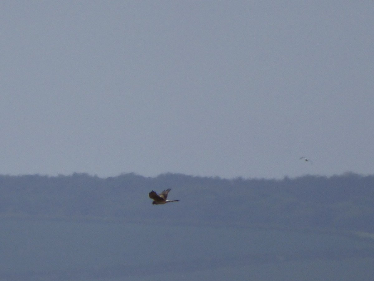 IanMorrisJump's tweet photo. Another great day's birding, thanks to @Ayarell - Glossy Ibis at @RSPB_OldMoor this morning, then a trip to #BlacktoftSands, with male Garganey showing well from #Ousefleet hide and distant views of the female Montagu's Harrier from #Singleton hide - a super lifer β
https://t.co/QtxmNncvqk
