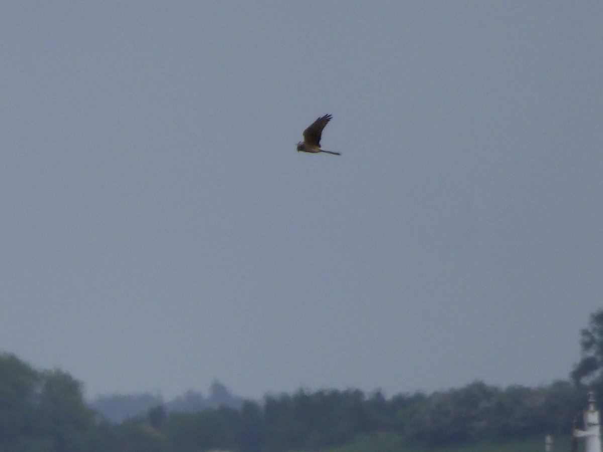 IanMorrisJump's tweet photo. Another great day's birding, thanks to @Ayarell - Glossy Ibis at @RSPB_OldMoor this morning, then a trip to #BlacktoftSands, with male Garganey showing well from #Ousefleet hide and distant views of the female Montagu's Harrier from #Singleton hide - a super lifer β
https://t.co/QtxmNncvqk