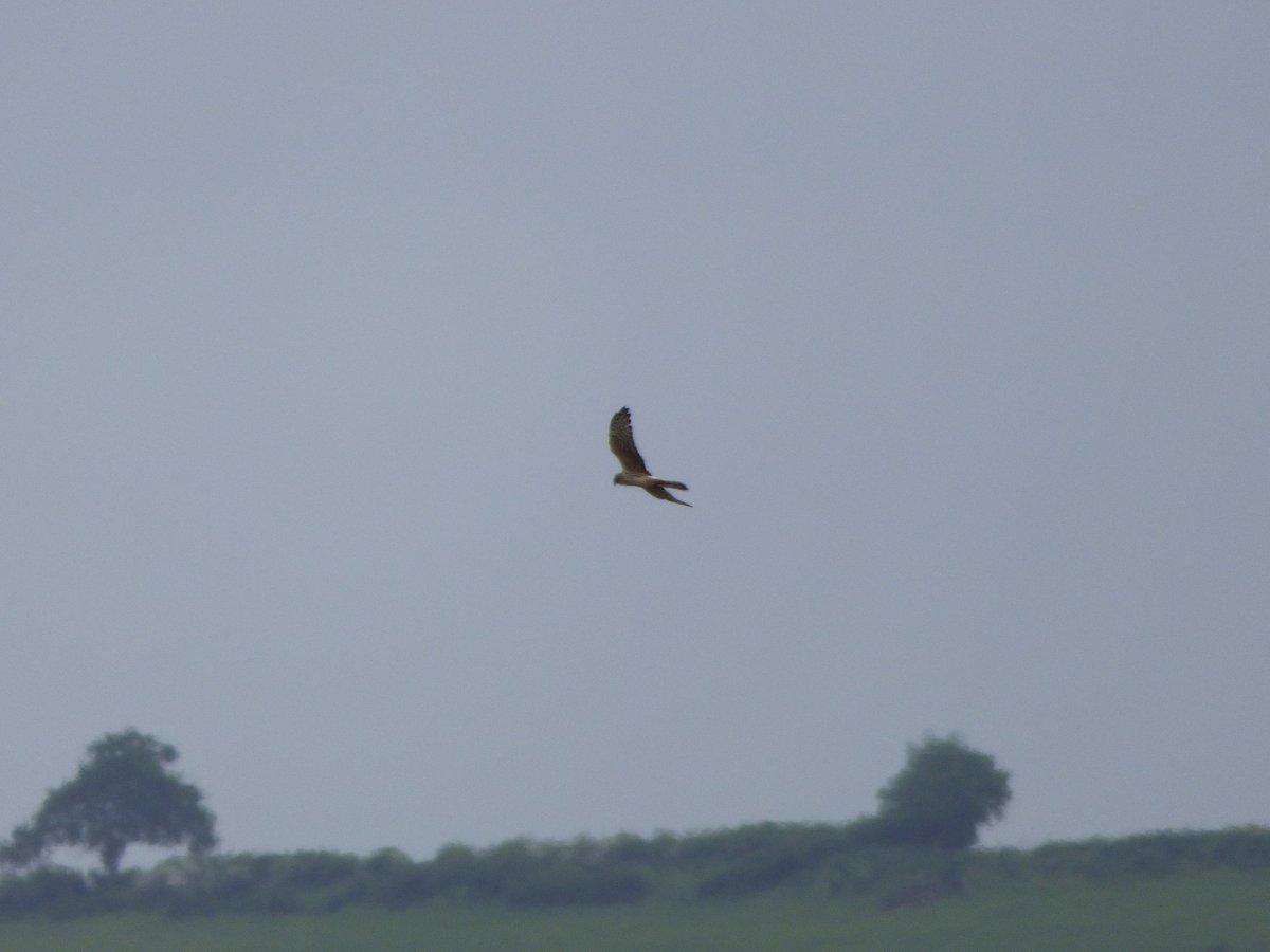 IanMorrisJump's tweet photo. Another great day's birding, thanks to @Ayarell - Glossy Ibis at @RSPB_OldMoor this morning, then a trip to #BlacktoftSands, with male Garganey showing well from #Ousefleet hide and distant views of the female Montagu's Harrier from #Singleton hide - a super lifer β
https://t.co/QtxmNncvqk