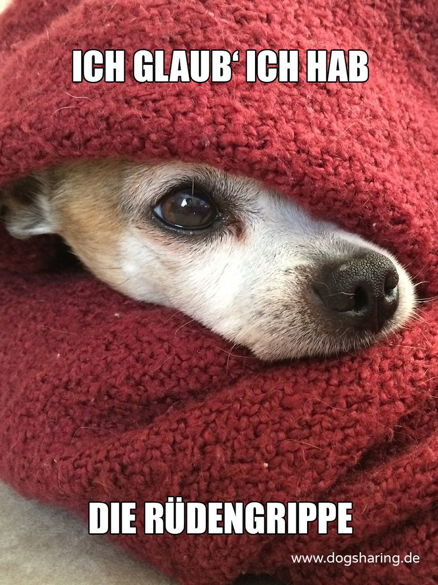 Dogsharing_DE's tweet photo. Wenn das gute Wetter mal eine Pause macht und man sich direkt wieder eine Erkältung einholt. #HundeMeme https://t.co/xC64tir7br
