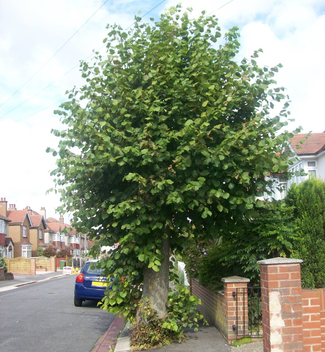Please keep an eye on your trees and hedges this summer to stop them obstructing roads and pavements next to your property. Further info on tree and hedge maintenance responsibilities can be found at ow.ly/8hNN30jMXZZ