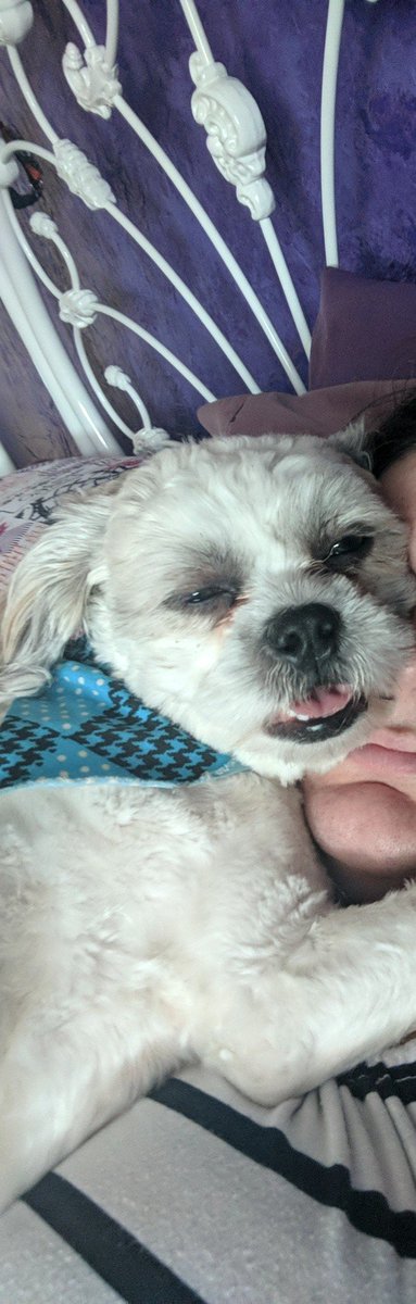 MeganFedrigo's tweet photo. Frankie derp face appreciation post part 1 #doggo https://t.co/RKq5wlsKsw