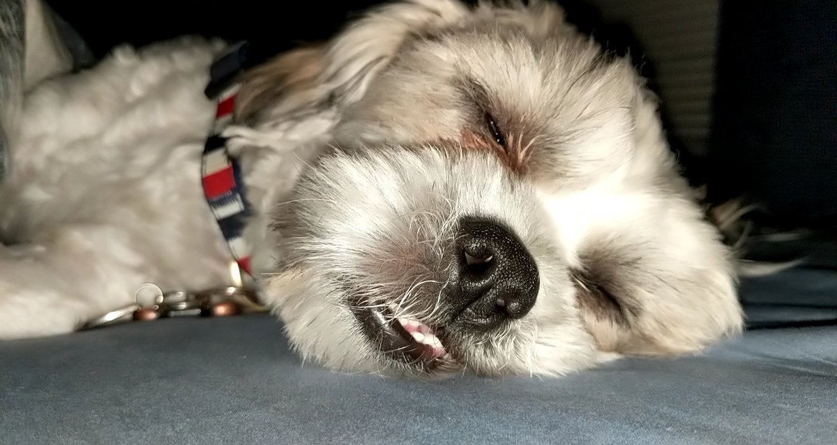 MeganFedrigo's tweet photo. Frankie derp face appreciation post part 1 #doggo https://t.co/RKq5wlsKsw