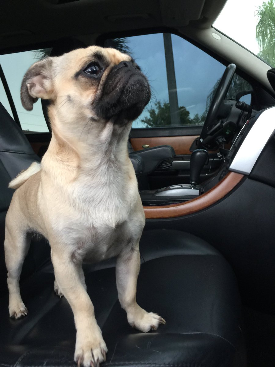 RacingToDisney's tweet photo. Andy loves our drive time together. #RangeRover #BestCoPilot https://t.co/xGu3cXaFLf