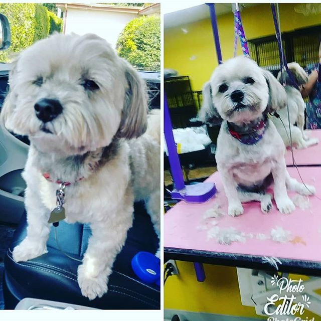 Gentlebrush's tweet photo. #Rocky smiling again after a #HappyGroomingExperience at #GentleBrush on #AltonRoad #SouthBeach
.
.
.
##SobeDogs #SobeGrooming #GroomingSobe #Happy #Cute #DogsAndCats #Cats #Dogs #MiamiDogs #BestGroomer #BeachDogs #DogOfTheDay https://t.co/t6xgtPaWZB https://t.co/bk94cuXMNf