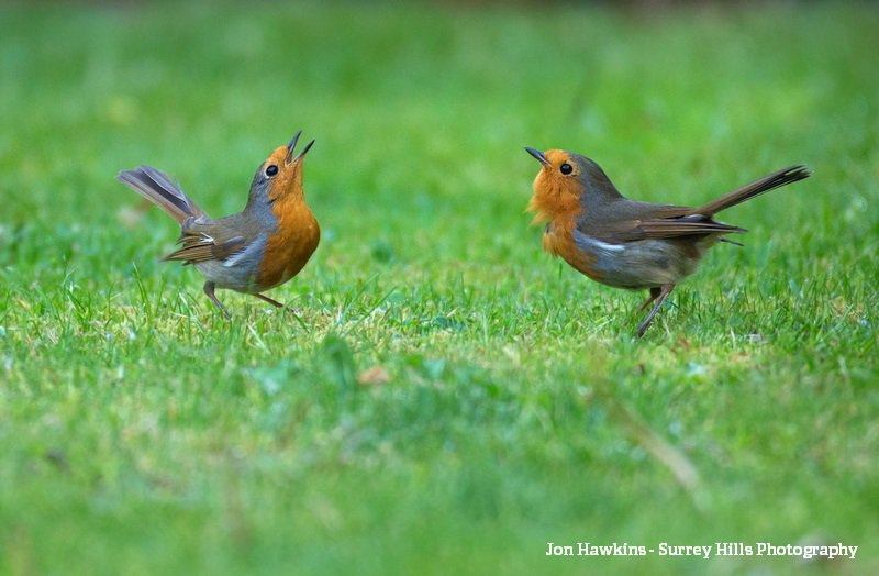 Male And Female Robins
