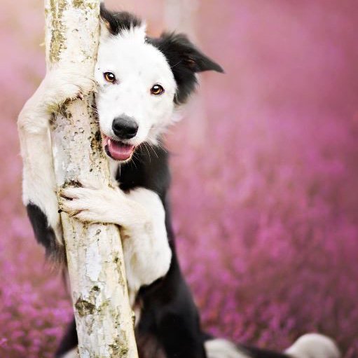 updogbox's tweet photo. Your doggos will show you how to celebrate National Love A Tree Day today! They have a leg up on us hoomans when it comes to trees. 😂 #BecauseDogsRule https://t.co/LyBBDbtnFs