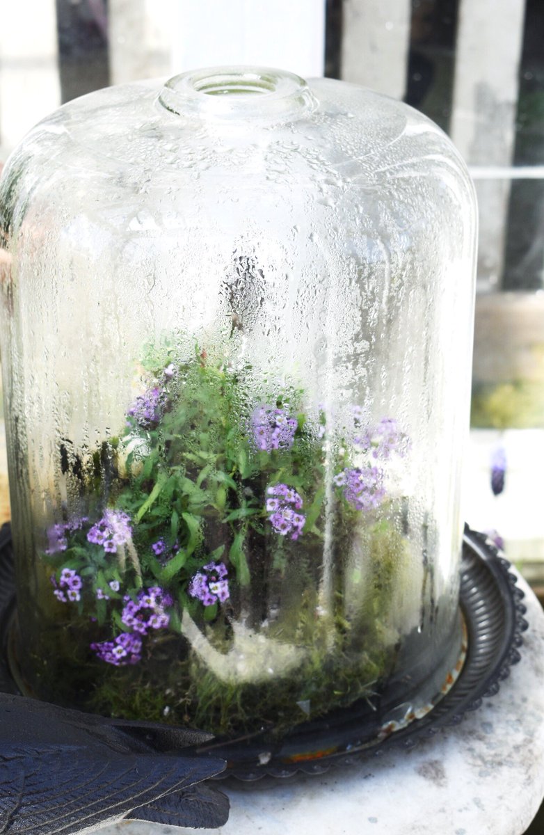 lorepatterson's tweet image. Into the garden.....colors of spring #garden #horticulture #gardenphotography #gardens #gardenbloggers #gardenchat