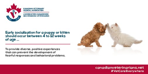 ManitobaVets's tweet photo. Early socialization for a puppy or kitten should occur between 4 to 12 weeks of age to provide diverse, positive experiences that can prevent the development of fearful responses and behavioural problems. #VetCareEverywhere https://t.co/WzxdcPPPVl