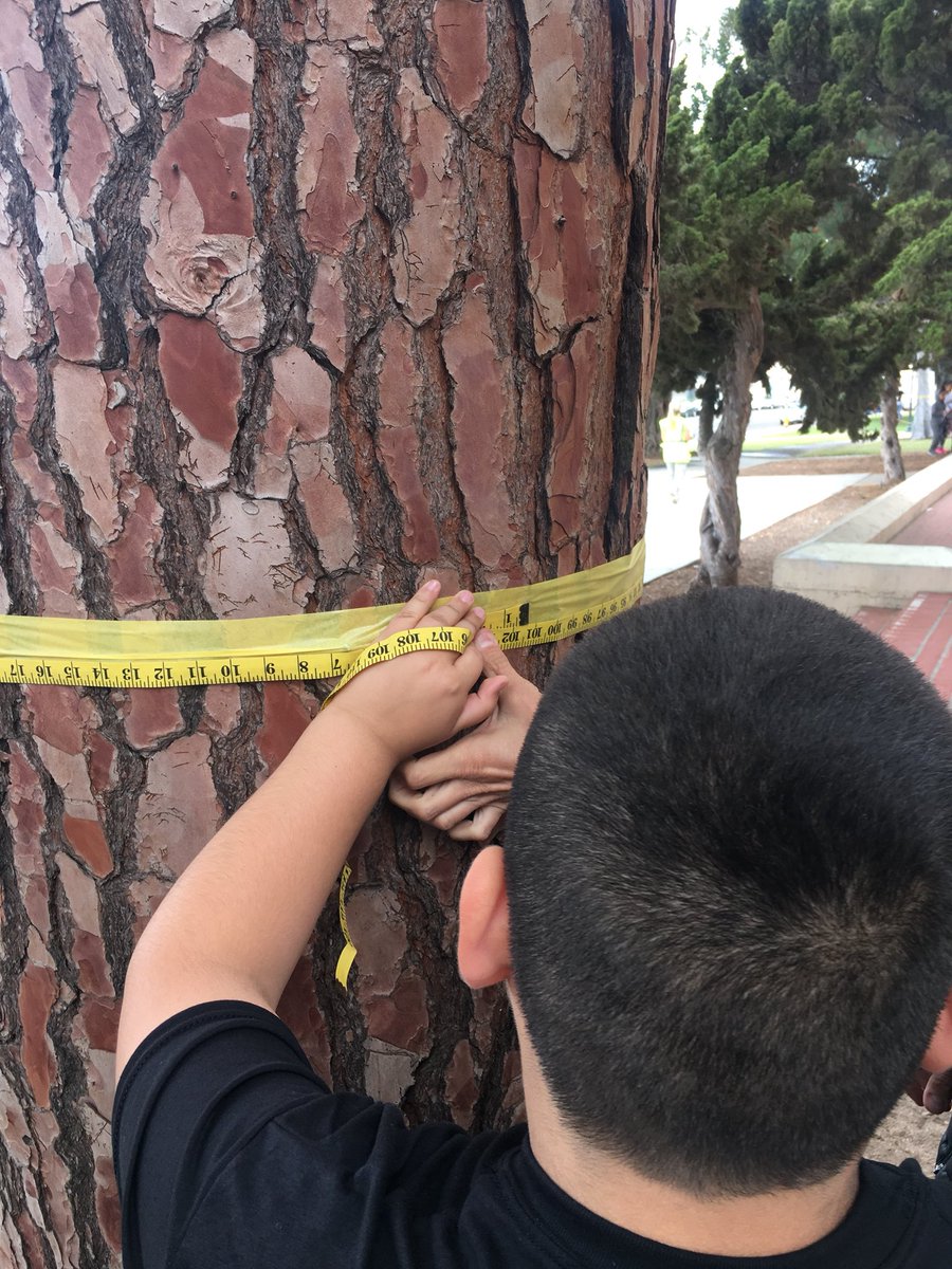morgiejb's tweet photo. Learning about the benefits of trees today with @TreeSanDiego and students from Porter Elementary. First up, measuring circumference of the Canary Island Pine! #terrifictrees #cleanair #SDGEgiving https://t.co/lCnfDITcSq