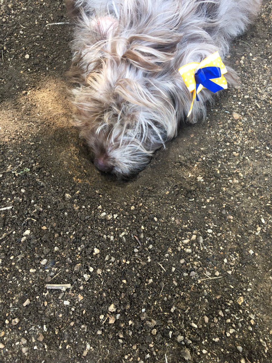 CloverDoodledoo's tweet photo. Digging is fun! #clover #puppy #ilovebows #hairbows #aussiedoodle #warriors #doggydubnation #poodle #Australianshepard #doodledog #warriors #dogsofttwitter #dig #puppylove #WednesdayWisdom https://t.co/KBf0QSN3XO