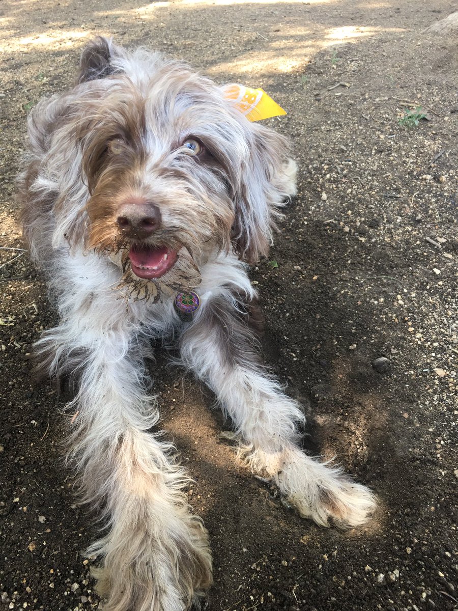 CloverDoodledoo's tweet photo. Digging is fun! #clover #puppy #ilovebows #hairbows #aussiedoodle #warriors #doggydubnation #poodle #Australianshepard #doodledog #warriors #dogsofttwitter #dig #puppylove #WednesdayWisdom https://t.co/KBf0QSN3XO