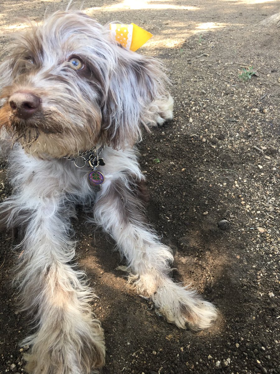 CloverDoodledoo's tweet photo. Digging is fun! #clover #puppy #ilovebows #hairbows #aussiedoodle #warriors #doggydubnation #poodle #Australianshepard #doodledog #warriors #dogsofttwitter #dig #puppylove #WednesdayWisdom https://t.co/KBf0QSN3XO