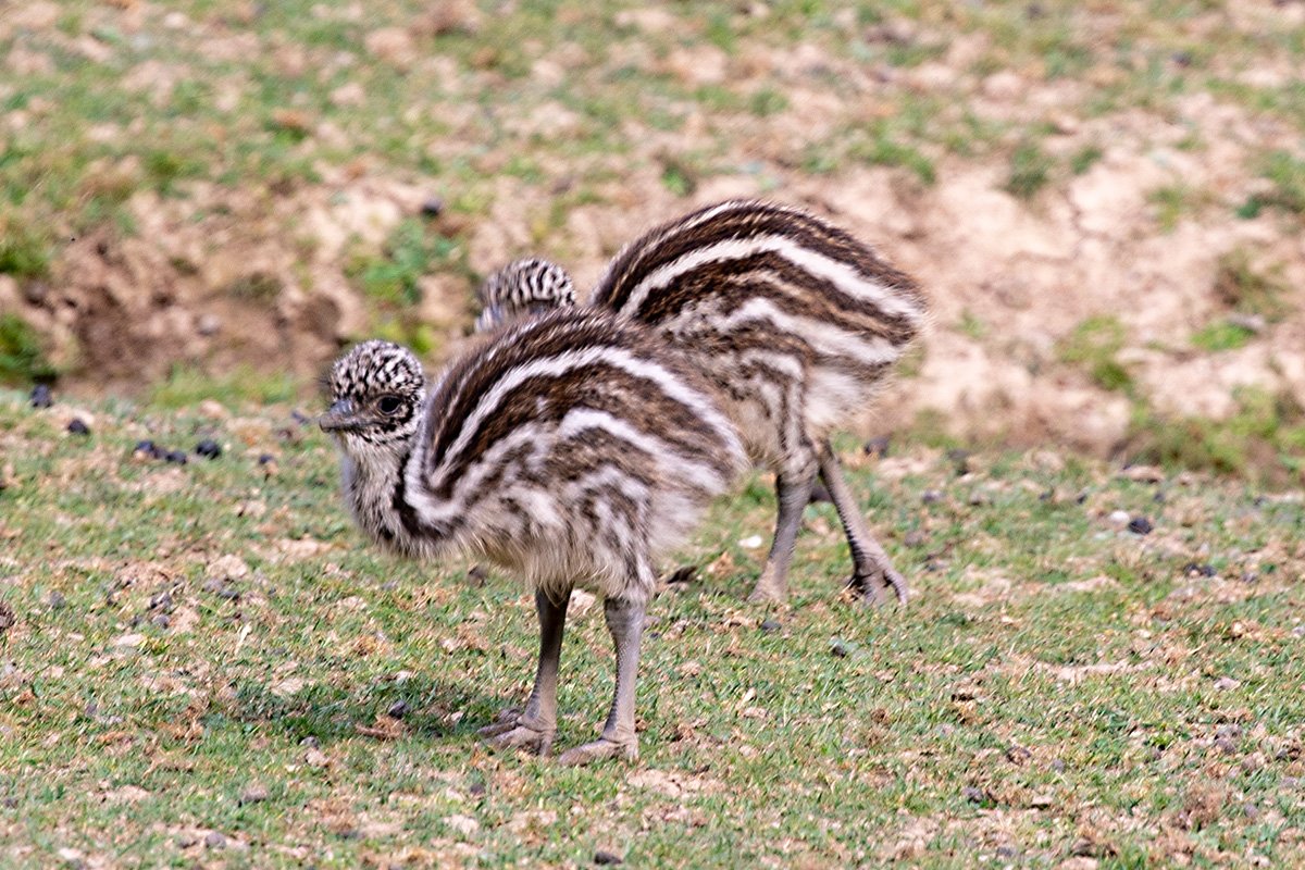 Sind sie nicht unfassbar süß ❤️, "unsere“ beiden Nachwuchs Emus! Jetzt super zu beobachten im Wildgehege direkt am Eifelpark Eingang.
Ausflug Pfingsten: eifelpark.com
#deinperfektertag #emu #pfingsten #tiere #tierpark #freizeitpark