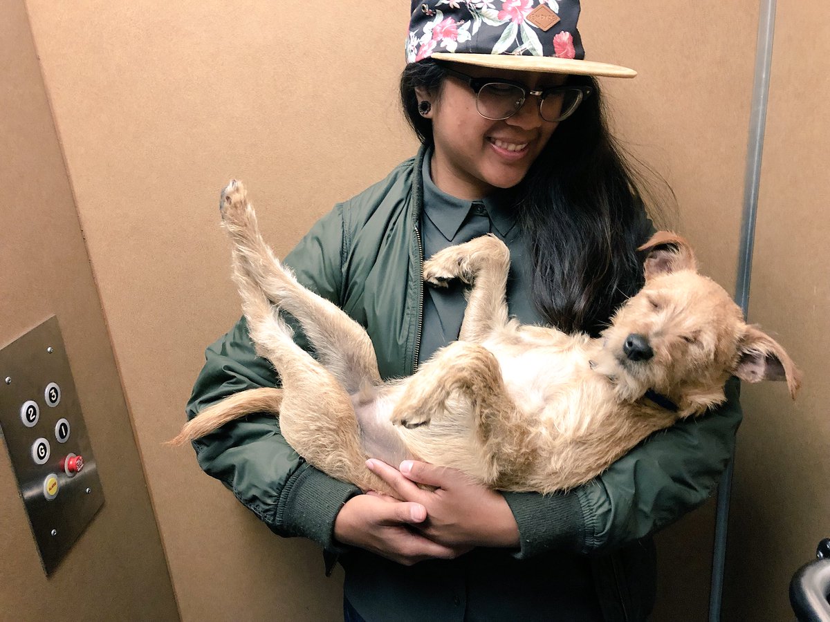 juhnuhelle's tweet photo. Such a big baby 🐶 https://t.co/PBJEMOiKcY