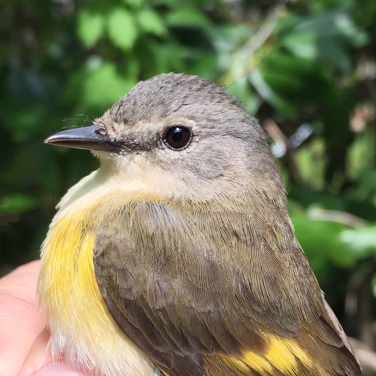 ManometBanding's tweet photo. The first waves of American Redstarts have arrived @ManometCenter this week. While many have been males, we banded this adult female “butterfly bird” this morning. Tsee-tsee-tsee-o! #manometspring2018 #birdbanding #birdringing #americanredstart https://t.co/rmtJncoeQo