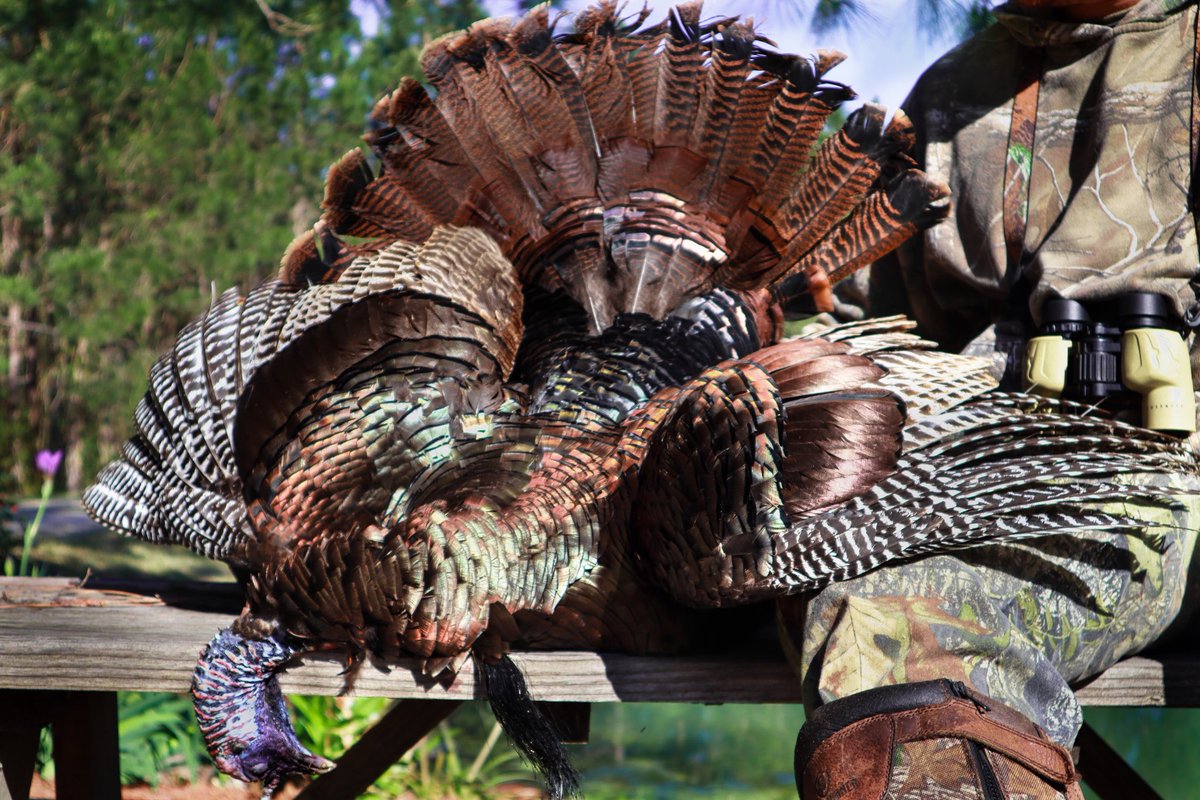 New video up! LINK IN BIO. Go check it out on my YouTube channel. Episode 4 of my Wild Wednesday’s Series. Enjoy. 
#outdoors #hunting #fishing #plans #update #deerhunting #bassfishing #florida #georgia #turkeyhunting #wednesday #taxidermy