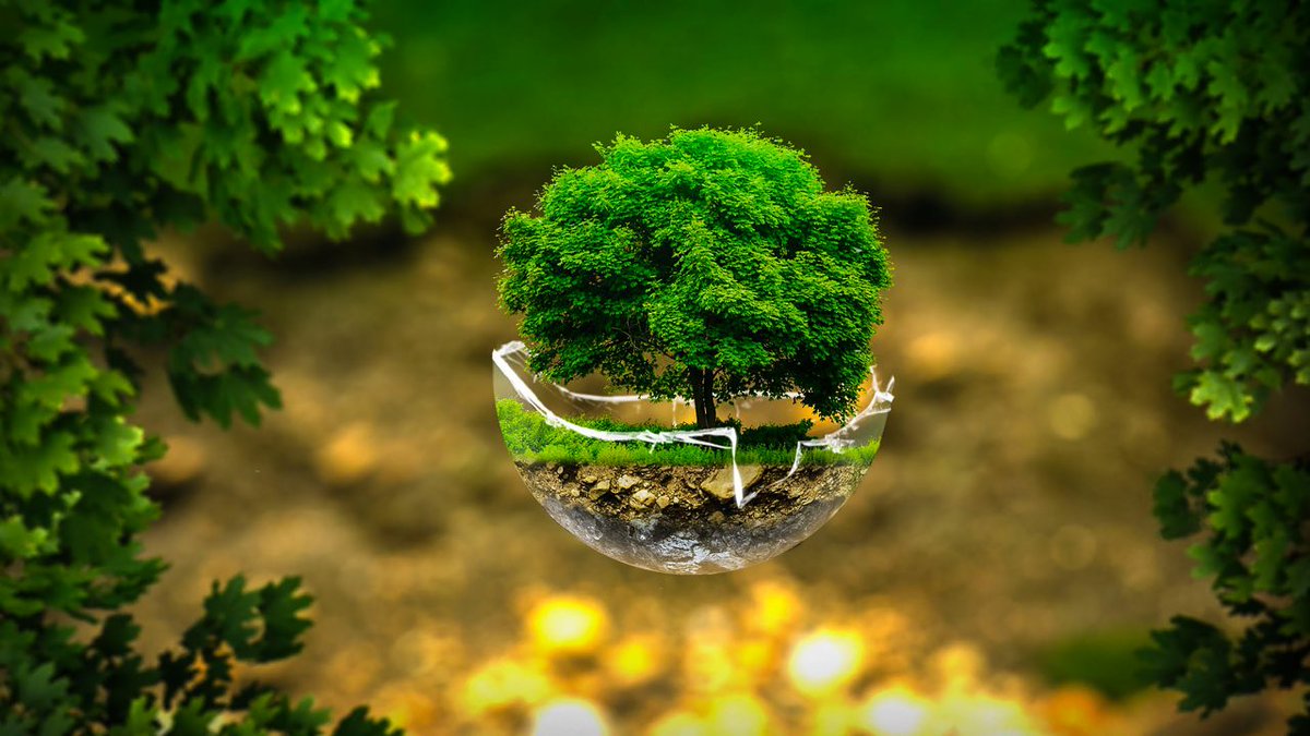 Aggregate 82+ tree 4k wallpaper latest - 3tdesign.edu.vn