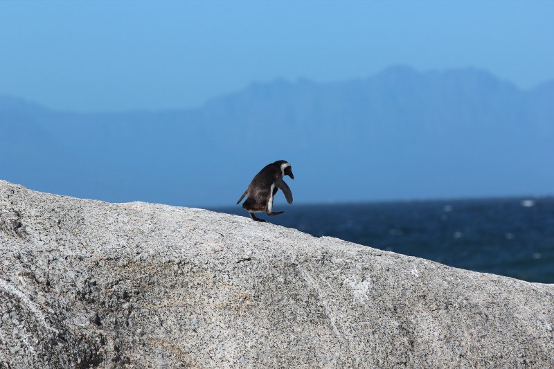 Saregune's tweet photo. Ayayayyyy... No corras que llegas a tiempo. Todavía puedes votarnos como Mejor Comunidad Tecnológica en los #OpenAwards2018, hoy es el último día hasta las 23:59 🐧💙🐧 Ahora sí que sí #saregunetxapeldun https://t.co/HCgg0K3VT7 https://t.co/acC7snE89S