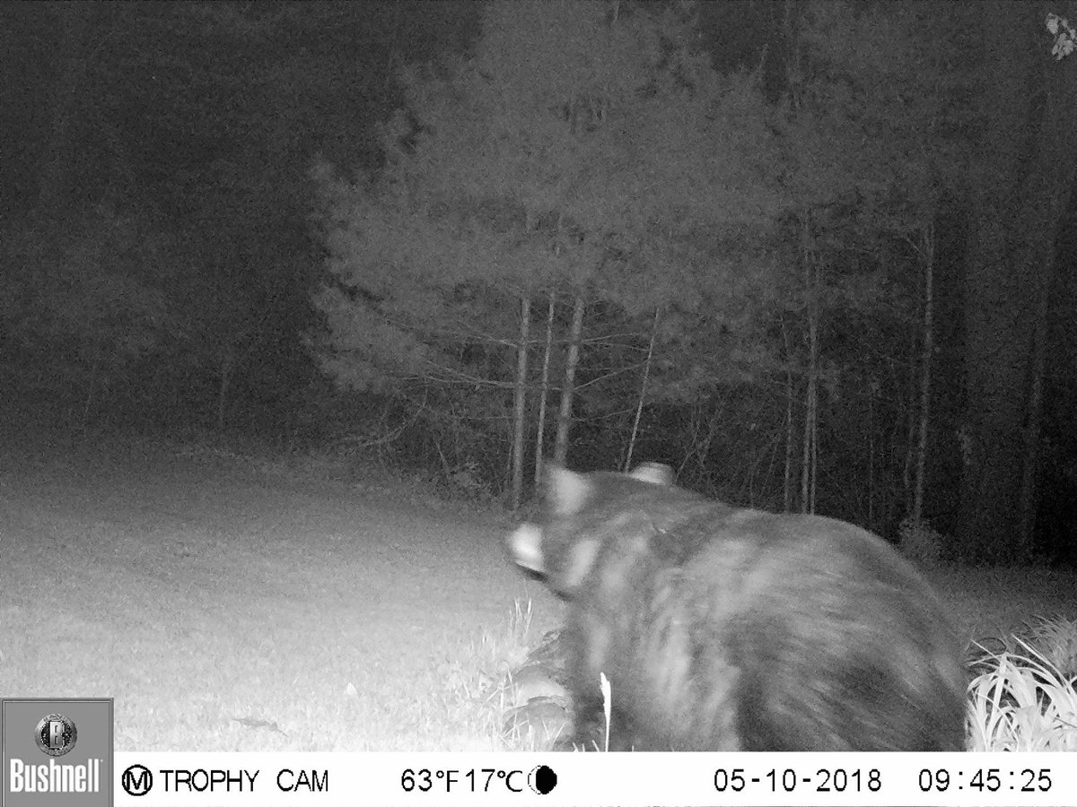BabsSue's tweet photo. I had a visitor last night.  #Bears #Nature https://t.co/hmbLieNTfq