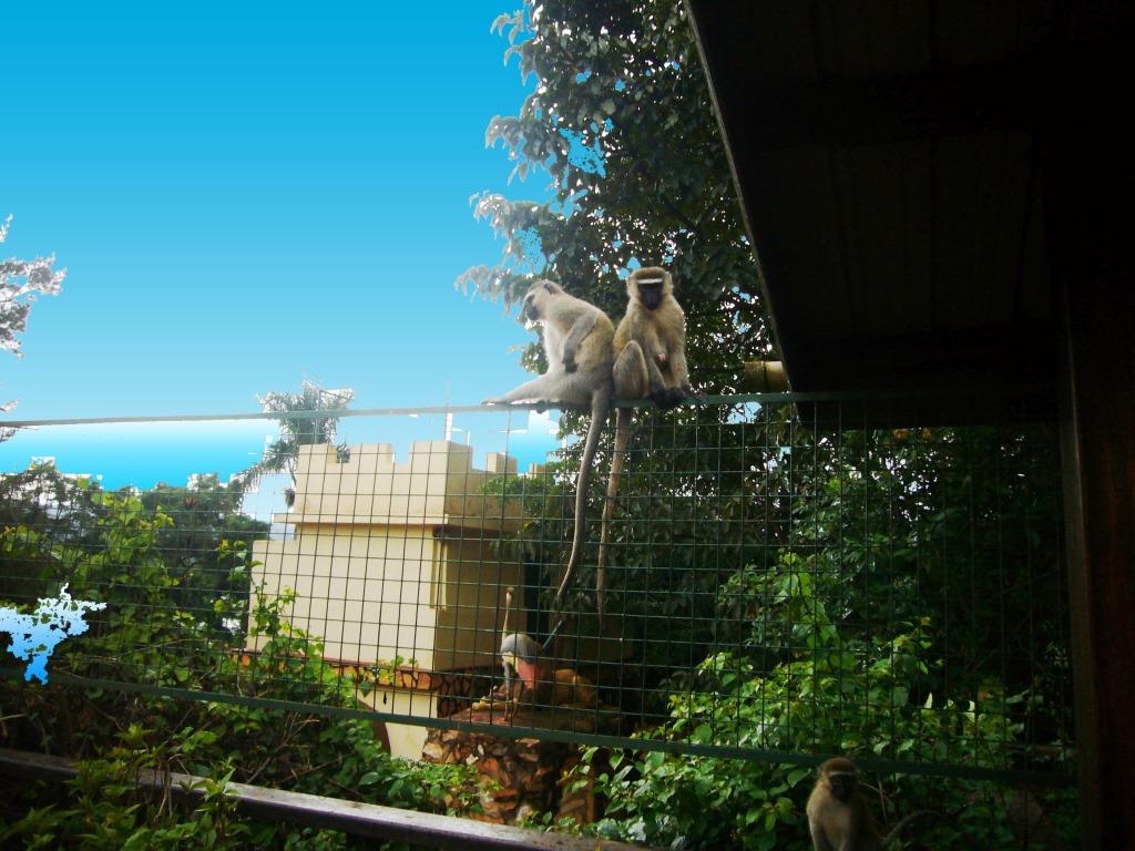 atadventures's tweet photo. Monkeys on balcony last night - don't let them get inside !!! https://t.co/ITPhcZ0FJG