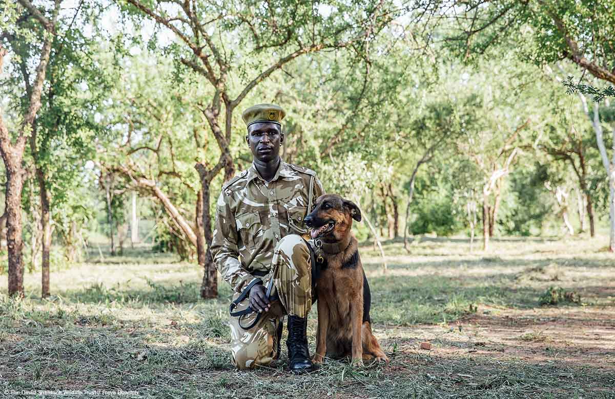 SheldrickTrust's tweet image. Have you met Molly? She’s the latest recruit to our Canine Team &amp;amp; joins our anti-poaching pooches in their efforts to sniff out wildlife crime! Learn more: thedswt.org/meet-molly