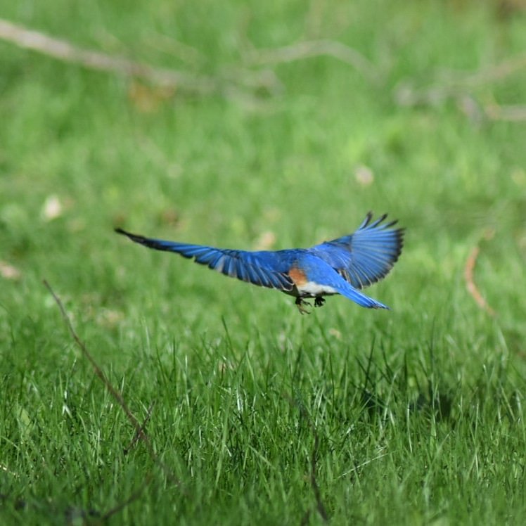 HiVueMaples's tweet photo. Birding with the @BirdDiva! June 10th - Reserve a spot now for birding and a 🍁 maple breakfast! This is a chance to see how we maintain our Bird Friendly Sugar Bush! #birding #vermont #birdwatching #breakfast #earlybird #bluebirds #warblers #songbirds #realmaple #birdDiva https://t.co/9HI9KvQKUZ