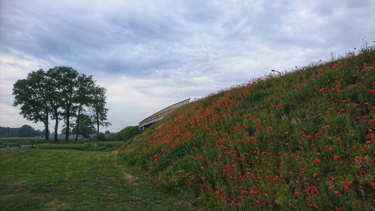 RaymondHofste's tweet photo. Prachtige bloeiende klaprozen tussen Bornebroek en Almelo, en in Almelo Prachtige bloeiende Oude acacia's op 1 rij. https://t.co/DQlLgjhyki