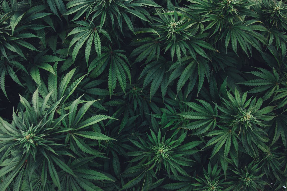 Legend has it, #Romulan returned to the States after the Korean War.  Massive fan leaves, deep green color and an earthy scent make this strain a stunner in the field. 🌱😍💚 #LazyBeeGardens #sungrown